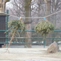 Christbäume im Tierpark - ...dienen aber in erster Linie der Verköstigung der Büffel im Schönbrunner Tiergarten.