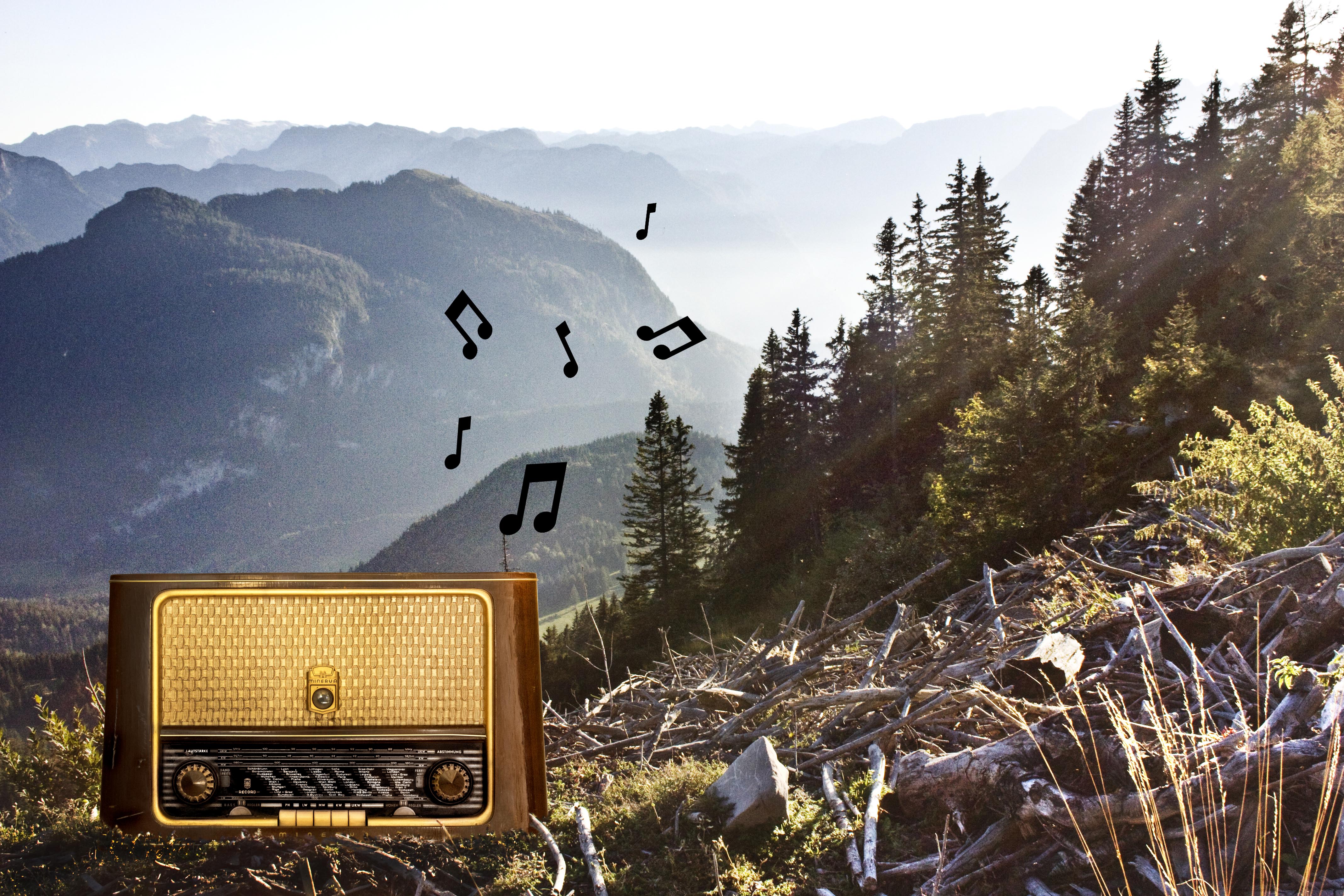 Ein altes Radio steht auf einer Waldlichtung
