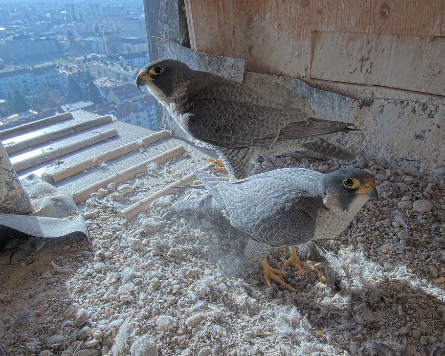 Bild zur Sendereihe the peregrine