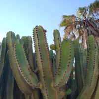 Cactus_Corralejo_IMG_20211121_134339