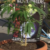plakat: world wide marijuana march 2009 und eine hanfpflanze - plakat: world wide marijuana march 2009 und eine hanfpflanze