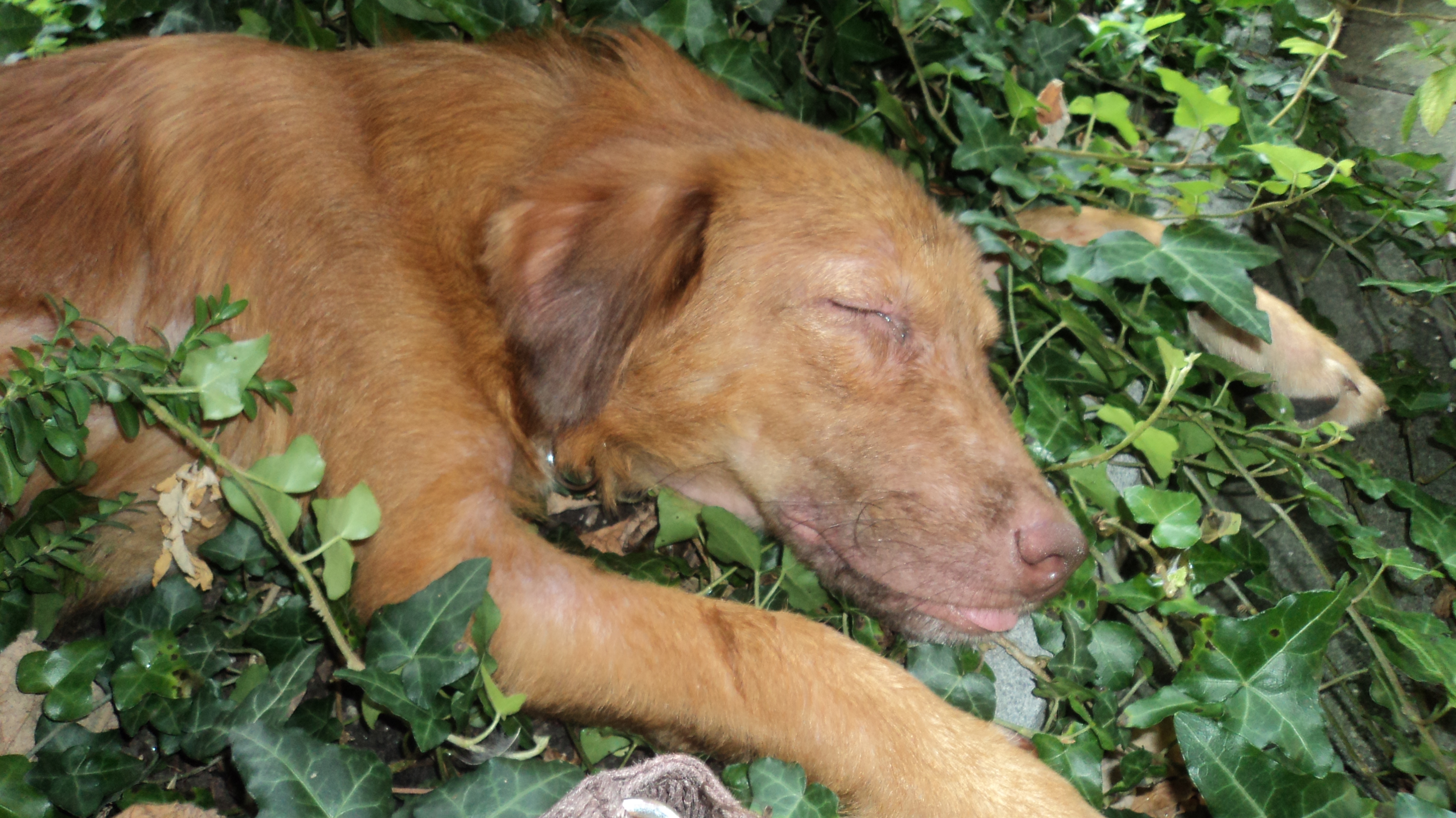 Bild zur Sendereihe Happy Rescue Day