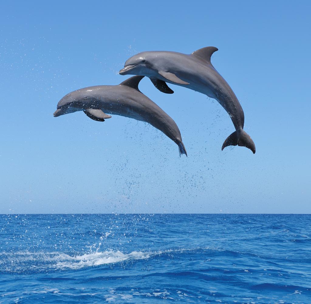 Erika Kronabitter: Delfine vor Venedig. Stadtbilder animiert reloaded