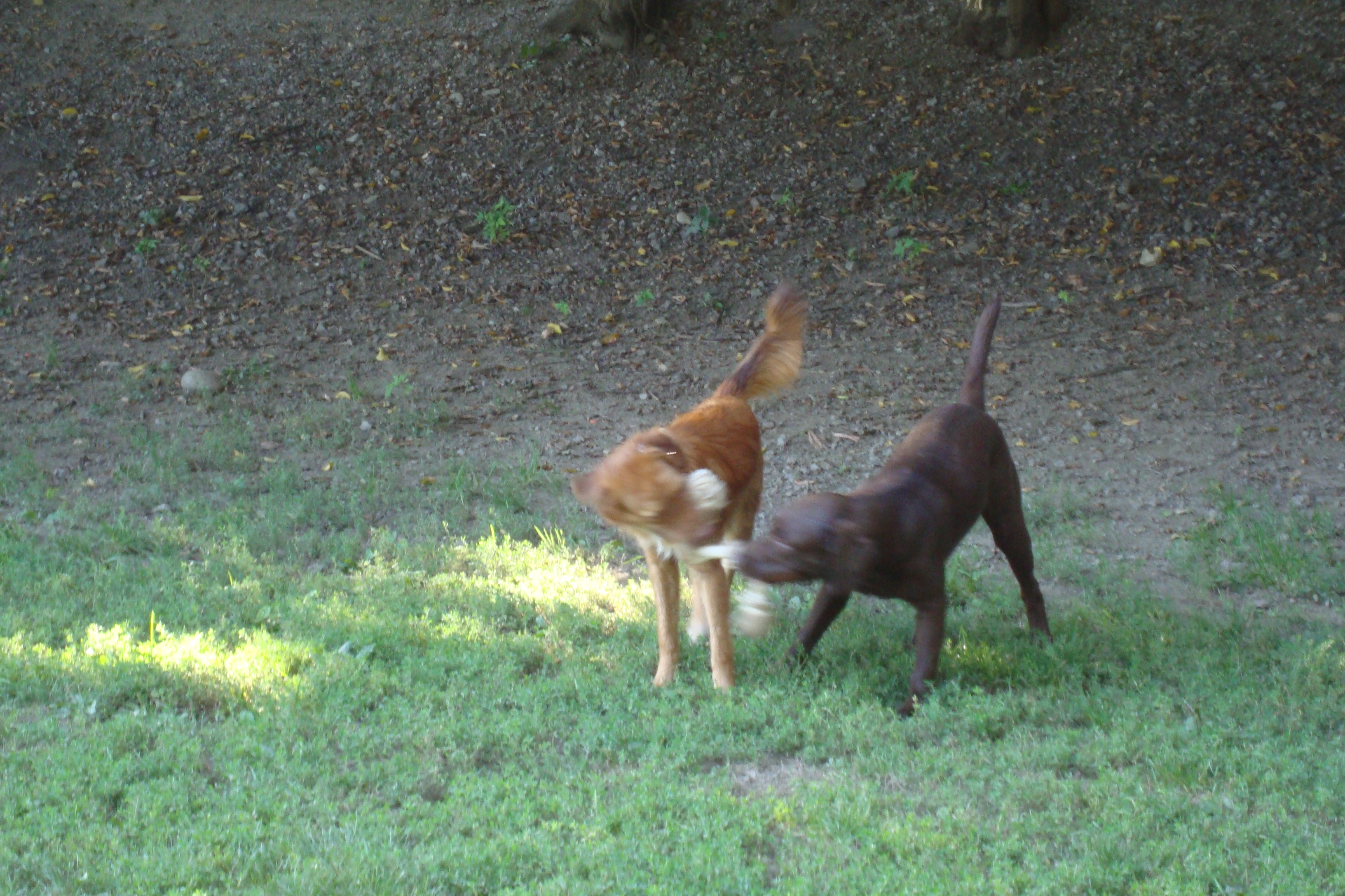 Bild zur Sendereihe Richtiges Verhalten auf der Hundewiese